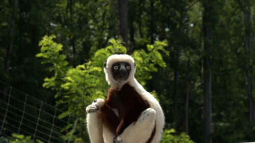 Zoboomafoo, 2014, Lemur, Zoboo Wallpapers Free Download