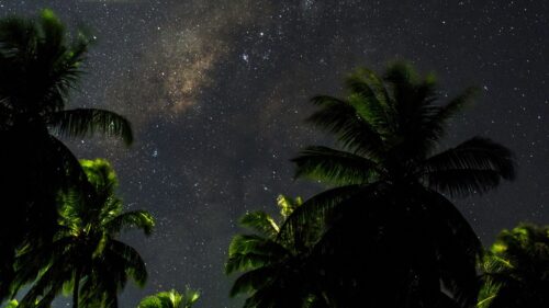 starry, Sky, Palm, Trees Wallpapers Free Download