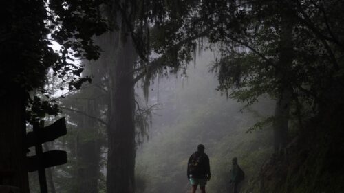 Hikers Walking Through Misty Haunted Forest Path Desktop Wallpaper