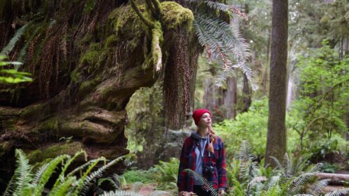 Woman Exploring Lush Green Ancient Rainforest PC Wallpaper