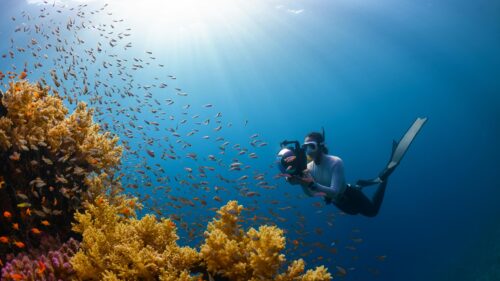 Underwater Photographer Freediving with Coral Reef School of Fish 4K Wallpaper