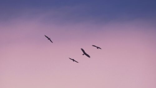 Birds Soaring in a Serene Pastel Sunset 4K Desktop Wallpaper
