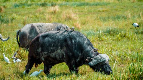 African Cape Buffaloes Grazing in the Savannah 4K Desktop Wallpaper