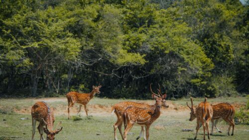 Graceful Spotted Deer Herd in Lush Wild Forest 4K Wallpaper