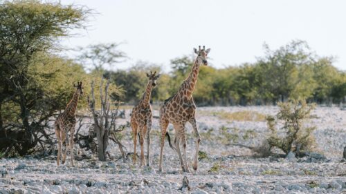 Three Giraffes Walking in African Savanna 4K Desktop Wallpaper