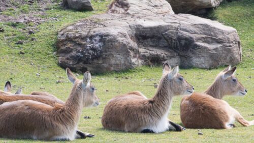 Three Resting Waterbuck Antelopes in Nature Desktop Wallpaper