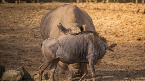 Rhino and Wildebeest Interaction in Sunny Savanna 4K Desktop Wallpaper