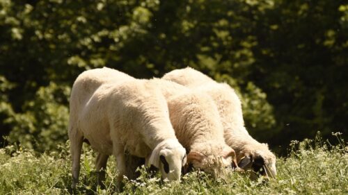 Two Sheep Grazing in a Sunny Meadow High Resolution Desktop Wallpaper