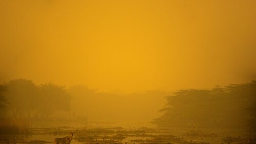 Golden Foggy Wilderness with Nilgai Antelope 4K Wallpaper