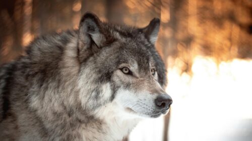 Majestic Grey Wolf in Snowy Forest Winter Portrait 4K Wallpaper