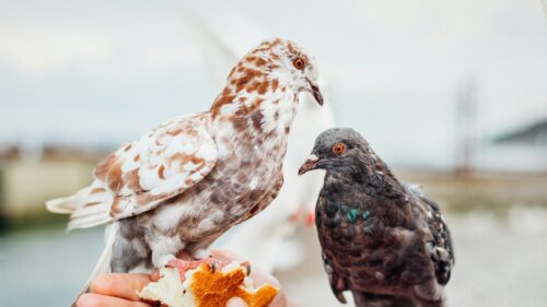Two Beautiful Pigeons Feeding from Hand Desktop Wallpaper