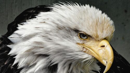 Intense Bald Eagle Close-Up Portrait 4K Desktop Wallpaper