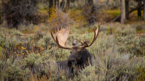 Majestic Bull Moose Resting in Wilderness 4K Desktop Wallpaper