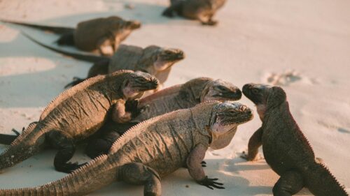 Group of Wild Iguanas on White Sandy Beach 4K Desktop Wallpaper