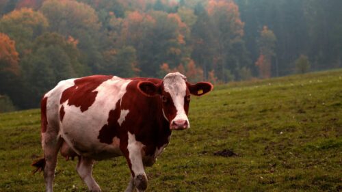 Majestic Red and White Cow in Autumn Meadow 4K Wallpaper