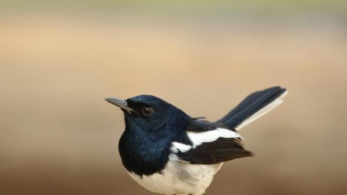Oriental Magpie Robin Bird Macro Portrait 4K Desktop Wallpaper