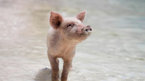 Cute Sandy Piglet on Tropical Beach 4K Desktop Wallpaper