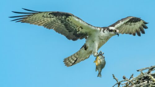 Majestic Osprey Flying with Fish Catch 4K Desktop Wallpaper