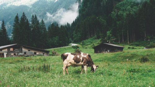 Cow Grazing in Alpine Meadow Mountain Landscape 4K Wallpaper
