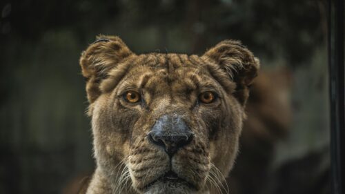 Intense Golden Eye Lioness Close-up Portrait 4K Desktop Wallpaper
