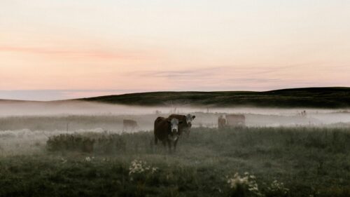 Cows in Misty Morning Meadow Landscape Desktop Wallpaper