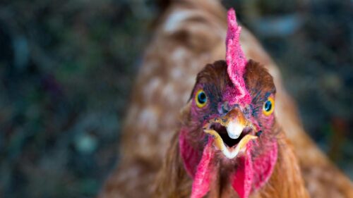 Funny Brown Hen Face Close-Up High Definition 4K Wallpaper