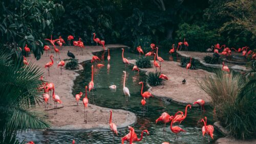 Vibrant Flamingo Colony in Tropical Lagoon 4K Desktop Wallpaper
