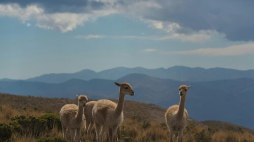 Vicuna Herd in the Andean Highlands Mountains 4K Desktop Wallpaper