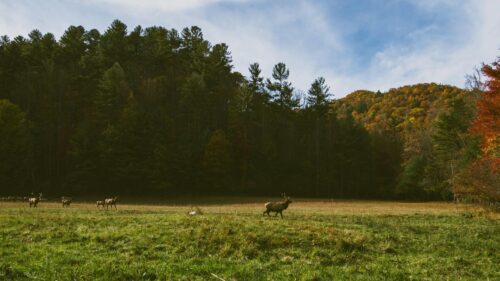 Majestic Elk Grazing in Autumn Meadow Desktop Wallpaper