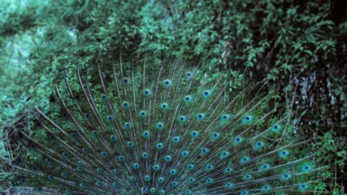 Majestic Peacock With Vibrant Plumage Spread Wide Desktop Wallpaper