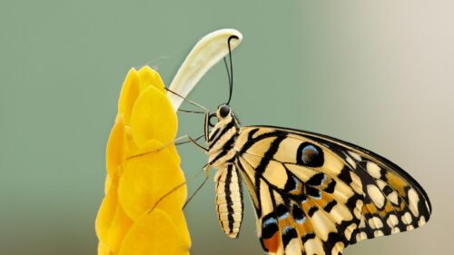 Stunning Lime Butterfly on Yellow Flower Macro Desktop Wallpaper