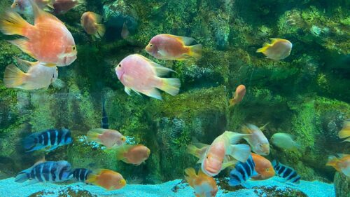 Vibrant Colorful Cichlid Fish Swimming in Aquarium 4K Wallpaper