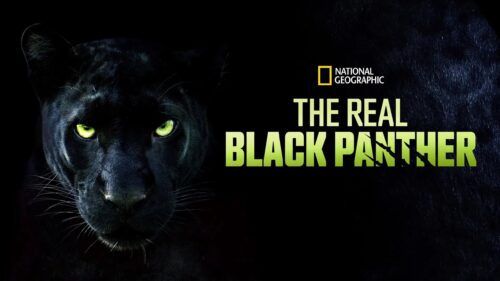 Majestic Black Panther Stalking in the Dark Jungle 4K Desktop Wallpaper