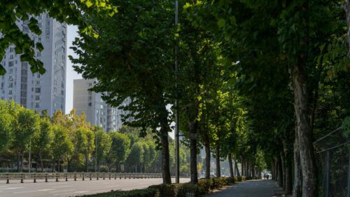 Sunlit Tree-Lined Urban Path Beside Apartment Buildings 4K Wallpaper