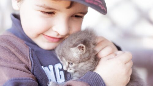 Boy Hugging Cute Fluffy Grey Kitten Close-Up 4K Wallpaper
