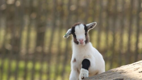 Cute Baby Goat Close Up Portrait Nature 4K Desktop Wallpaper