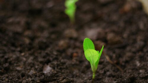 Green Sprout Emerging from Rich Dark Soil 4K Wallpaper