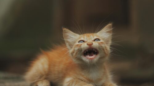 Fierce Ginger Kitten Meowing Cute Orange Cat 4K Desktop Wallpaper