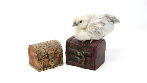 Cute Fluffy Chick Perched on Vintage Treasure Chests 4K Wallpaper