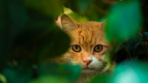 Stunning Ginger Cat Hiding in Lush Green Garden 4K Desktop Wallpaper