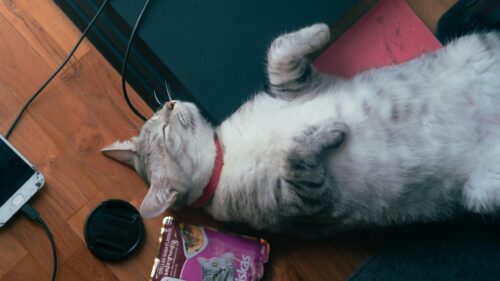 Sleepy Silver Tabby Cat Relaxing on Wooden Floor Desktop Wallpaper