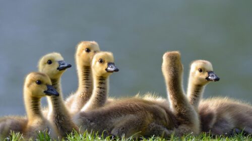 Adorable Fluffy Goslings Wildlife 4K Desktop Wallpaper