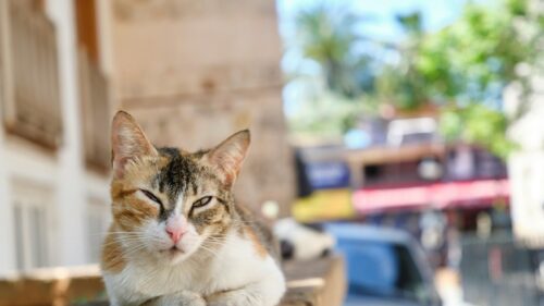 Cute Sleepy Calico Cat Resting in City Street 4K Desktop Wallpaper
