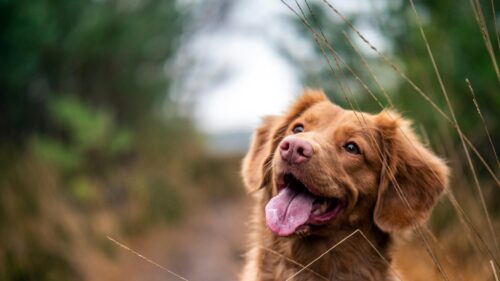 Happy Nova Scotia Duck Tolling Retriever Dog 4K Desktop Wallpaper