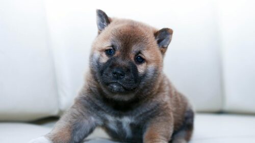 Adorable Brown Shiba Inu Puppy Portrait 4K Desktop Wallpaper