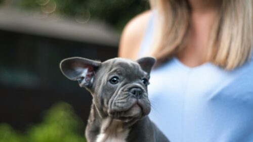 Adorable Grey French Bulldog Puppy Portrait Desktop Wallpaper