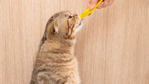 Cute Scottish Fold Cat Eating Creamy Treat 4K Desktop Wallpaper