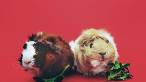 Two Adorable Guinea Pigs on Red Background Desktop Wallpaper