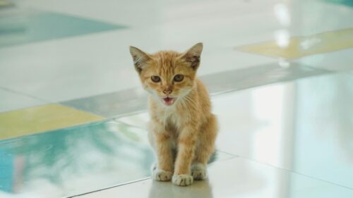 Cute Ginger Kitten Meowing on Tiled Floor 4K Wallpaper