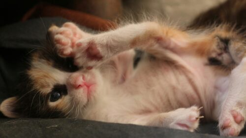Adorable Calico Kitten Resting Paw on Face 4K Desktop Wallpaper
